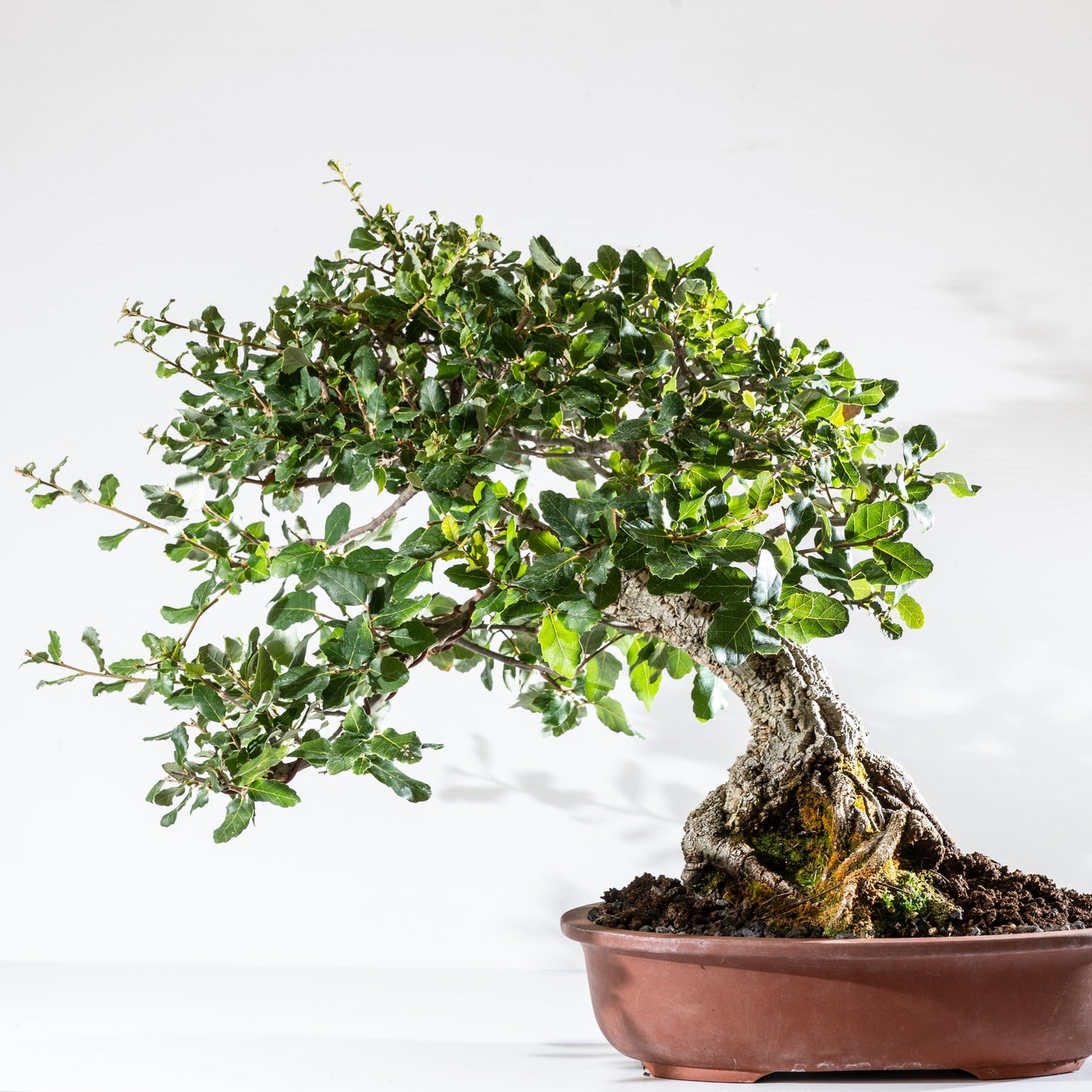 Collecting for Bonsai